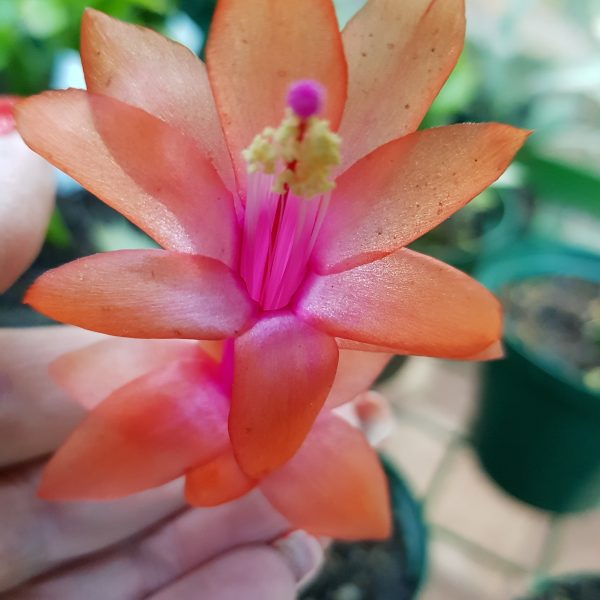 Schlumbergera - Thor Mia