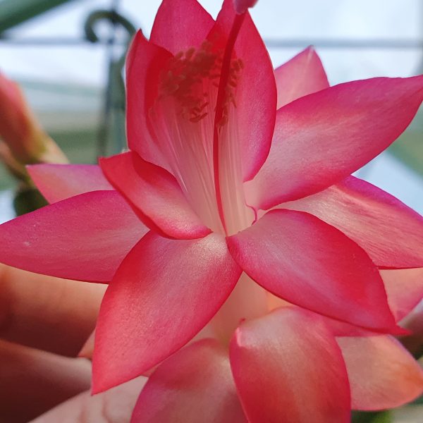 Schlumbergera - Thor Milla