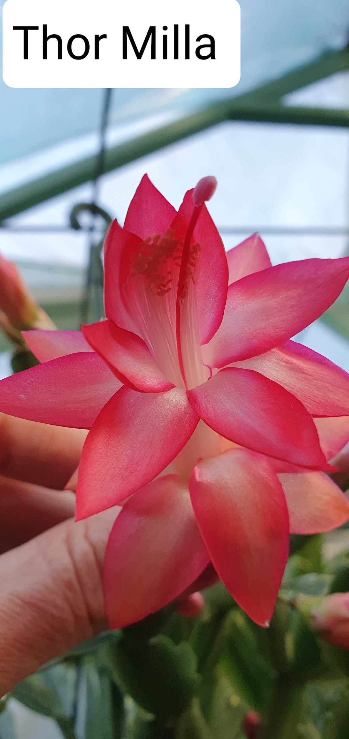 Schlumbergera - Thor Milla