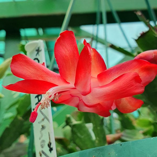 Schlumbergera - Thor Olga