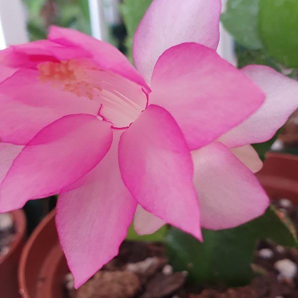 Schlumbergera - Thor Pandora