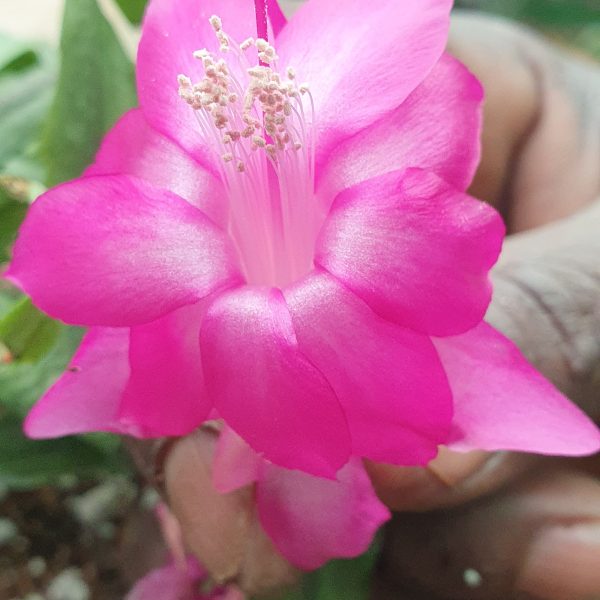 Schlumbergera - Thor Ritt