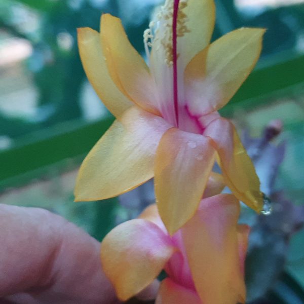 Schlumbergera - Thor Sophia