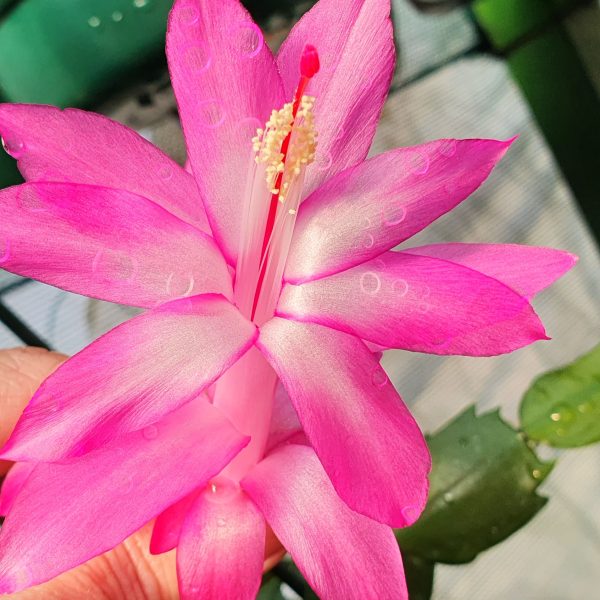 Schlumbergera - Thor Tina