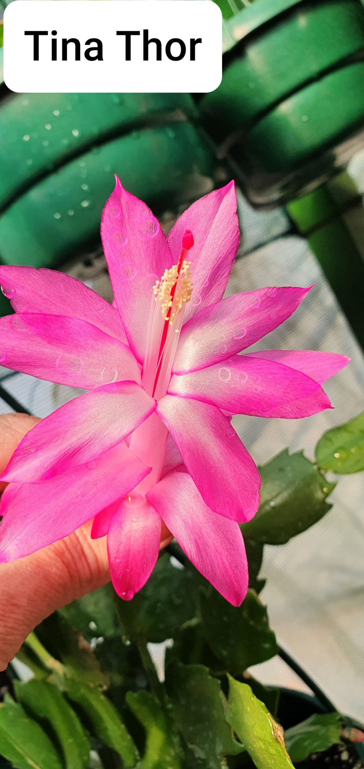 Schlumbergera - Thor Tina