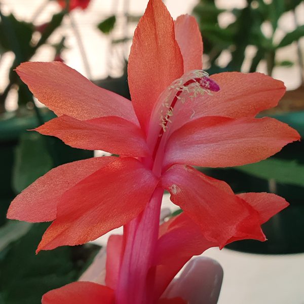 Schlumbergera - Thor Vida