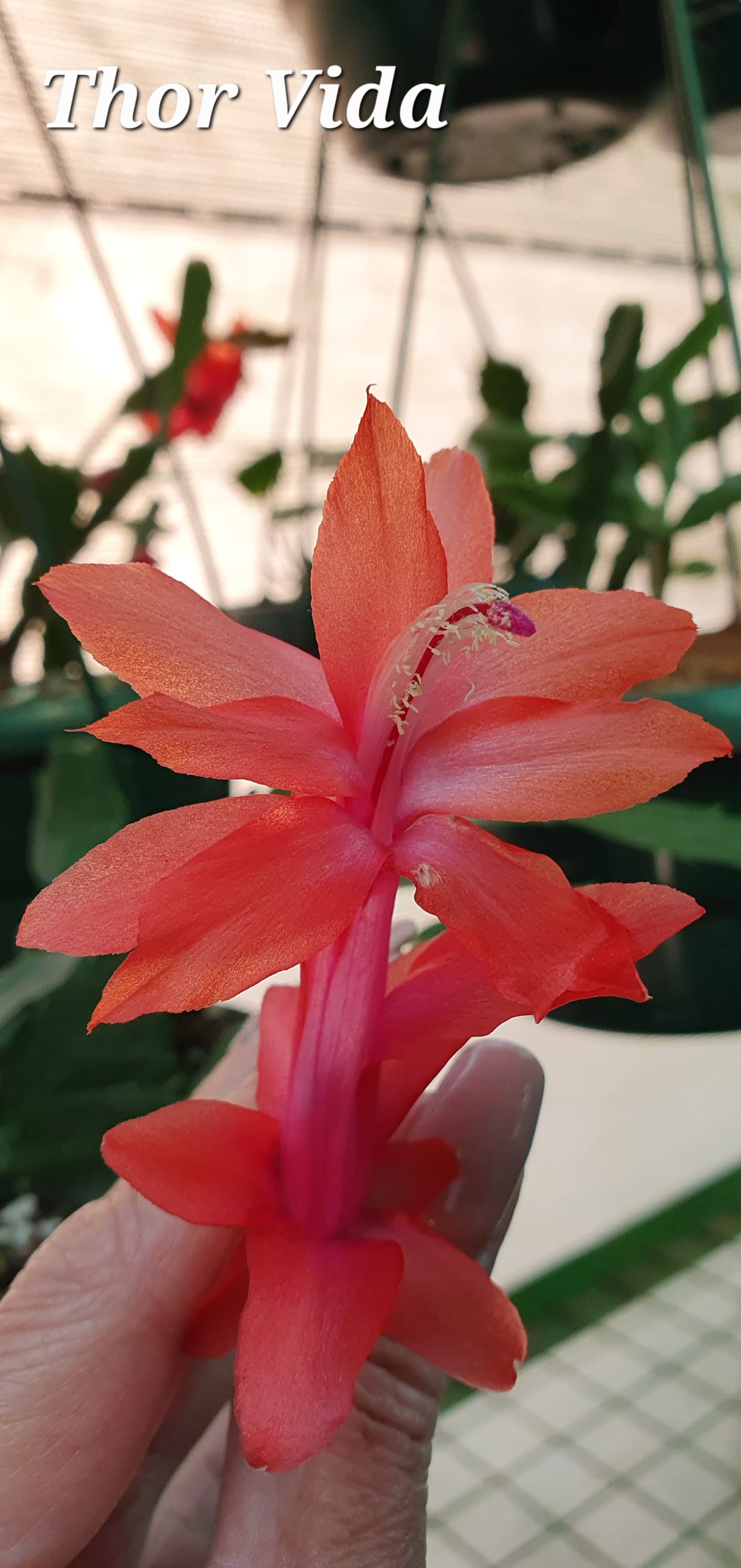Schlumbergera - Thor Vida