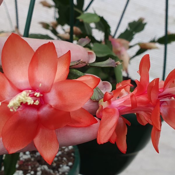 Schlumbergera - Thor Wild Orange