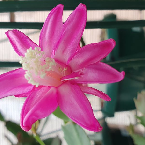 Schlumbergera - Thor Wild Pink
