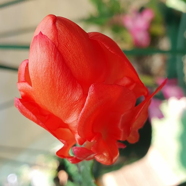 Schlumbergera - Thor Wild Red