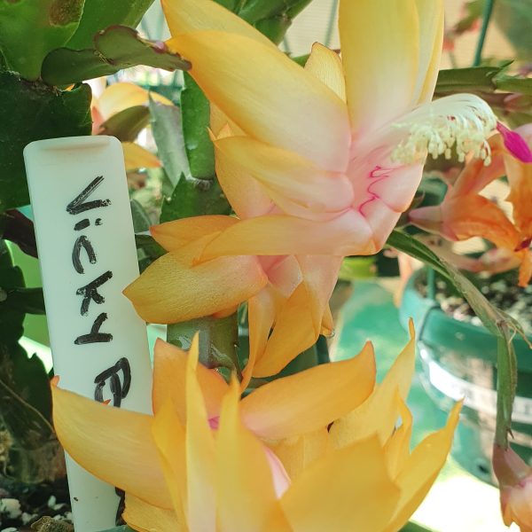 Schlumbergera - Vickey Brown (Noid)