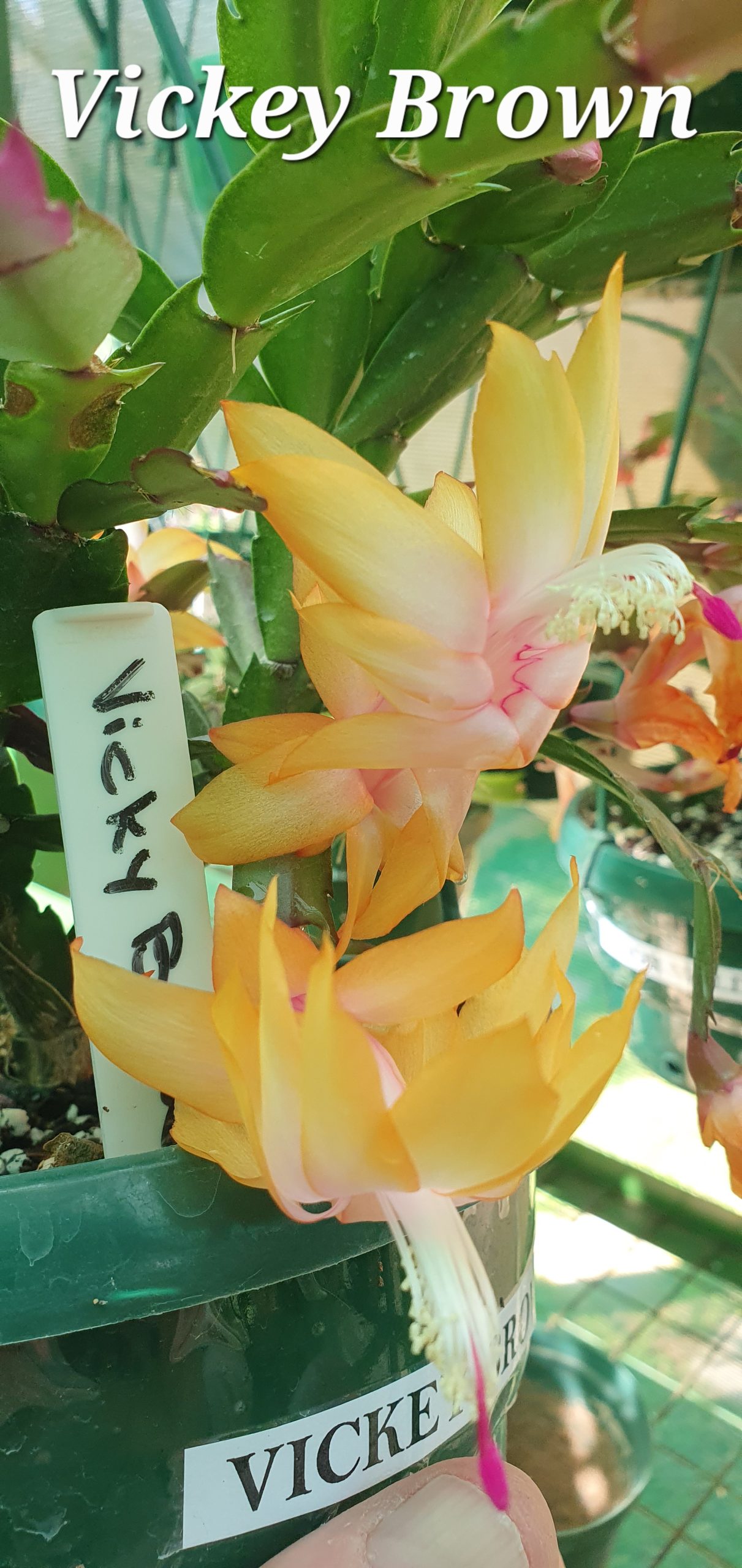 Schlumbergera - Vickey Brown (Noid)