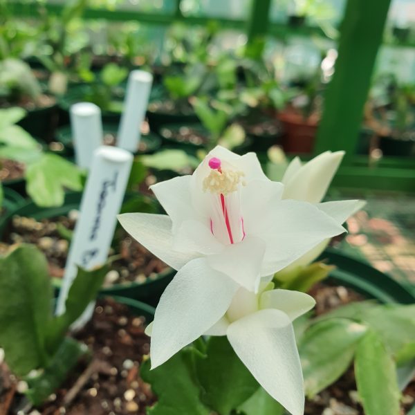 Schlumbergera - White Christmas
