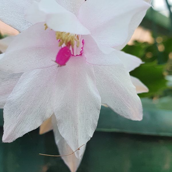 Schlumbergera - White Fantasy