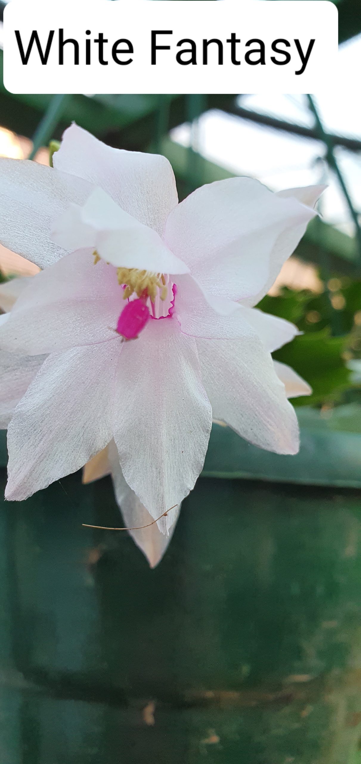 Schlumbergera - White Fantasy