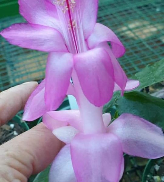 Schlumbergera - Windsor