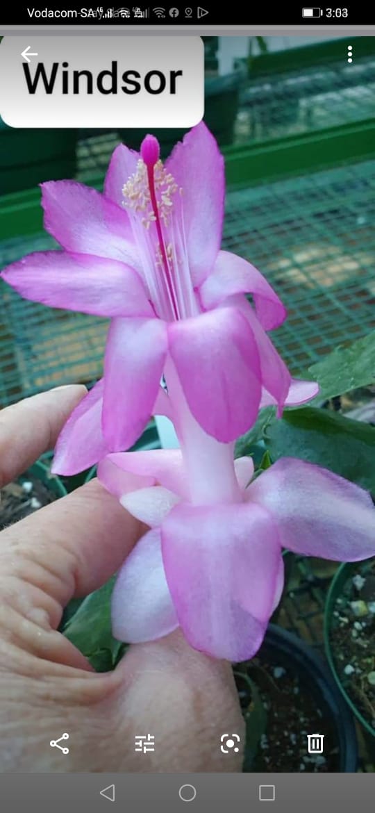 Schlumbergera - Windsor