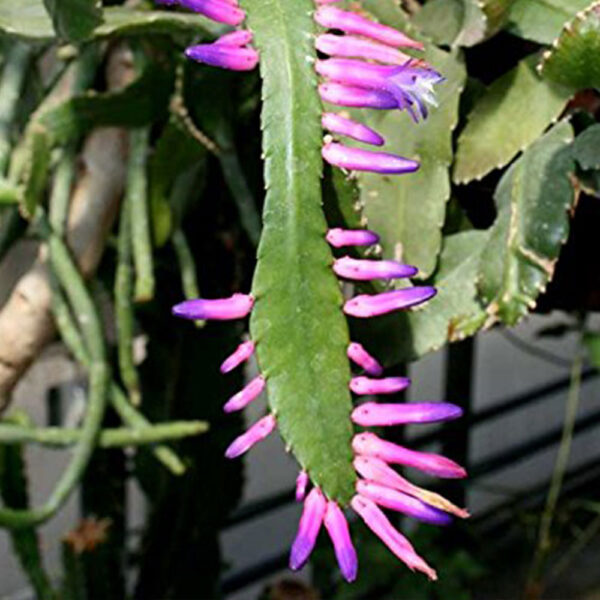 Wittia Amazonica