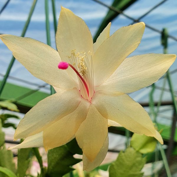 Schlumbergera - Yellow Cream