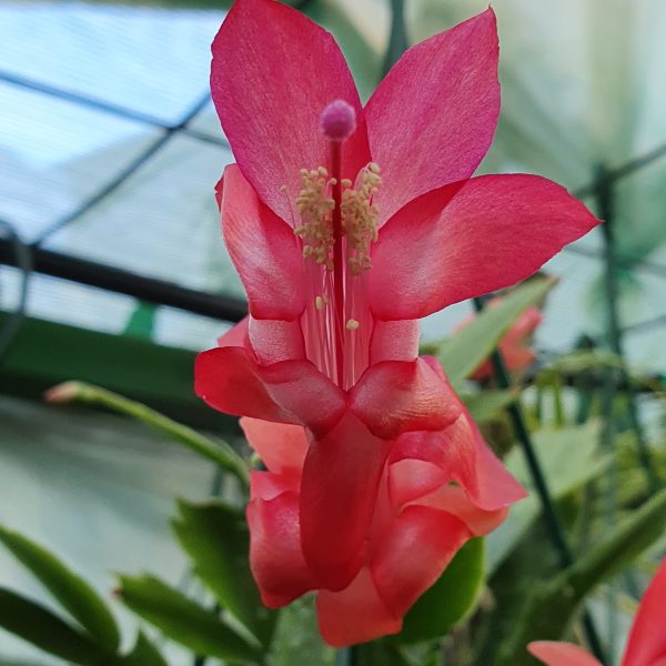 Schlumbergera - Zaraika