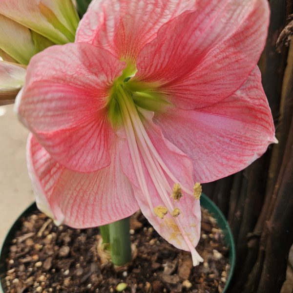 Amaryllis – Blushing Bride