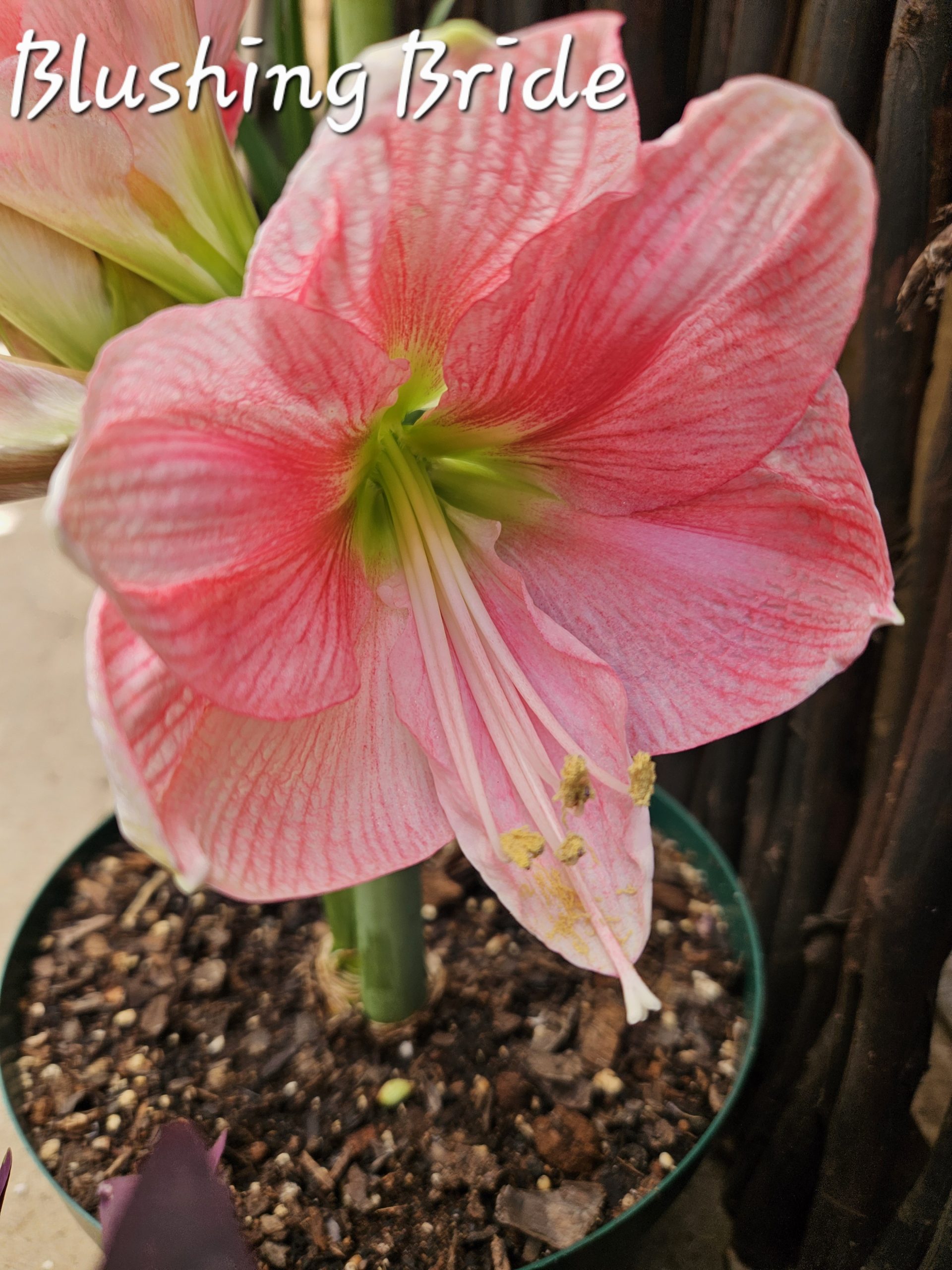 Amaryllis – Blushing Bride
