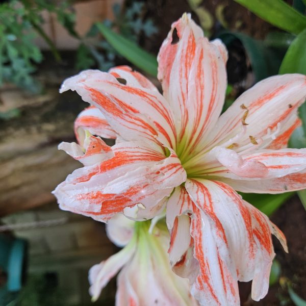 Amaryllis – Dancing Queen