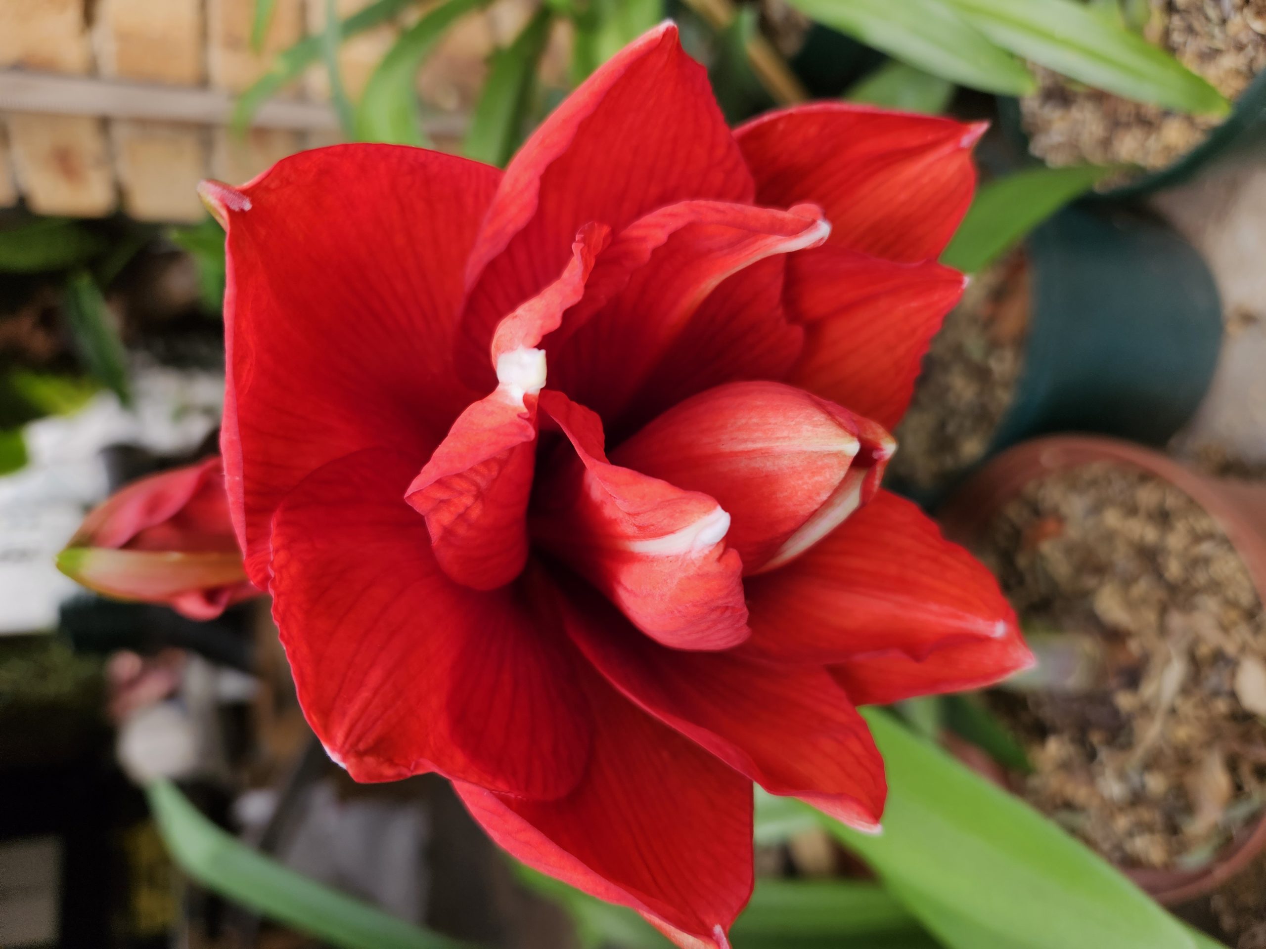 Amaryllis – Double Circus