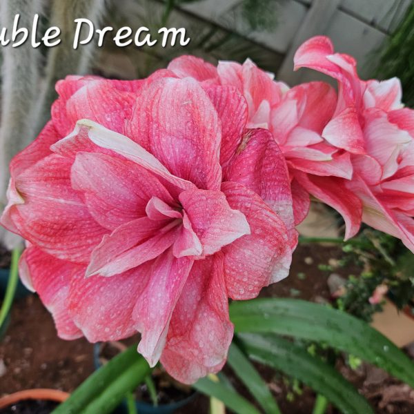 Amaryllis – Double Dream