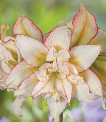 Amaryllis – Harlequin