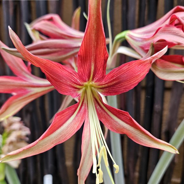 Amaryllis – La Paz