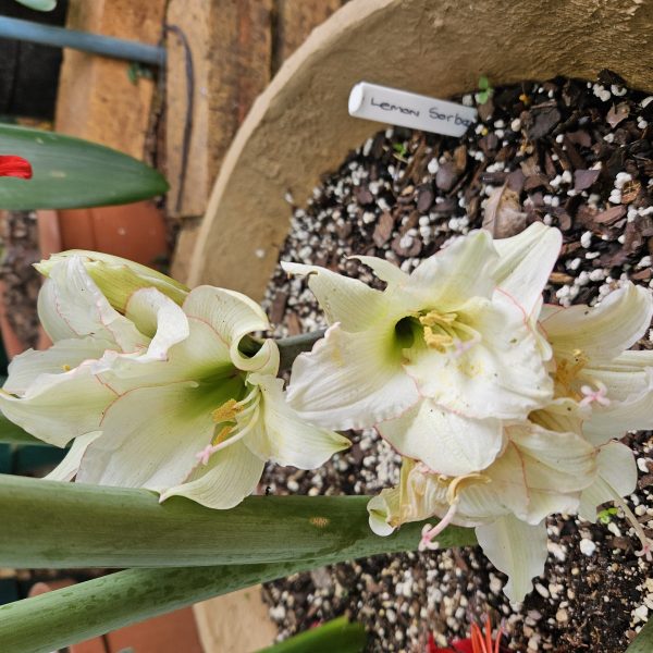 Amaryllis – Lemon Sorbet