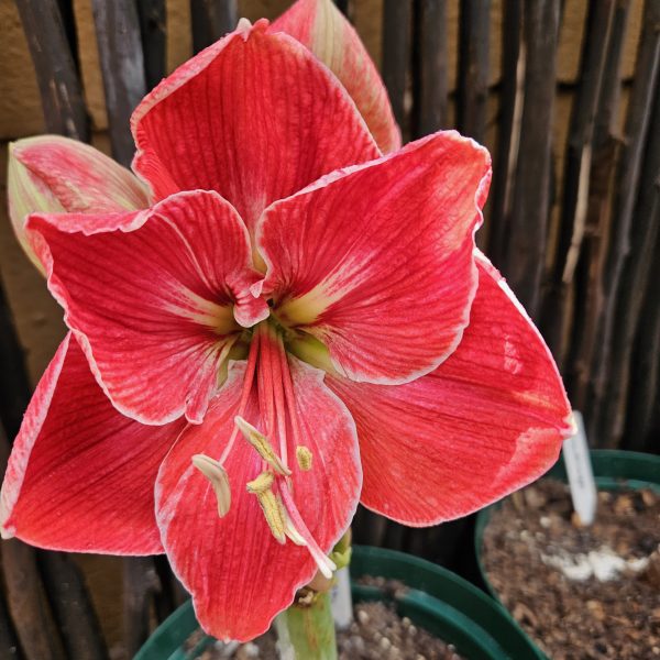 Amaryllis – Magical Touch