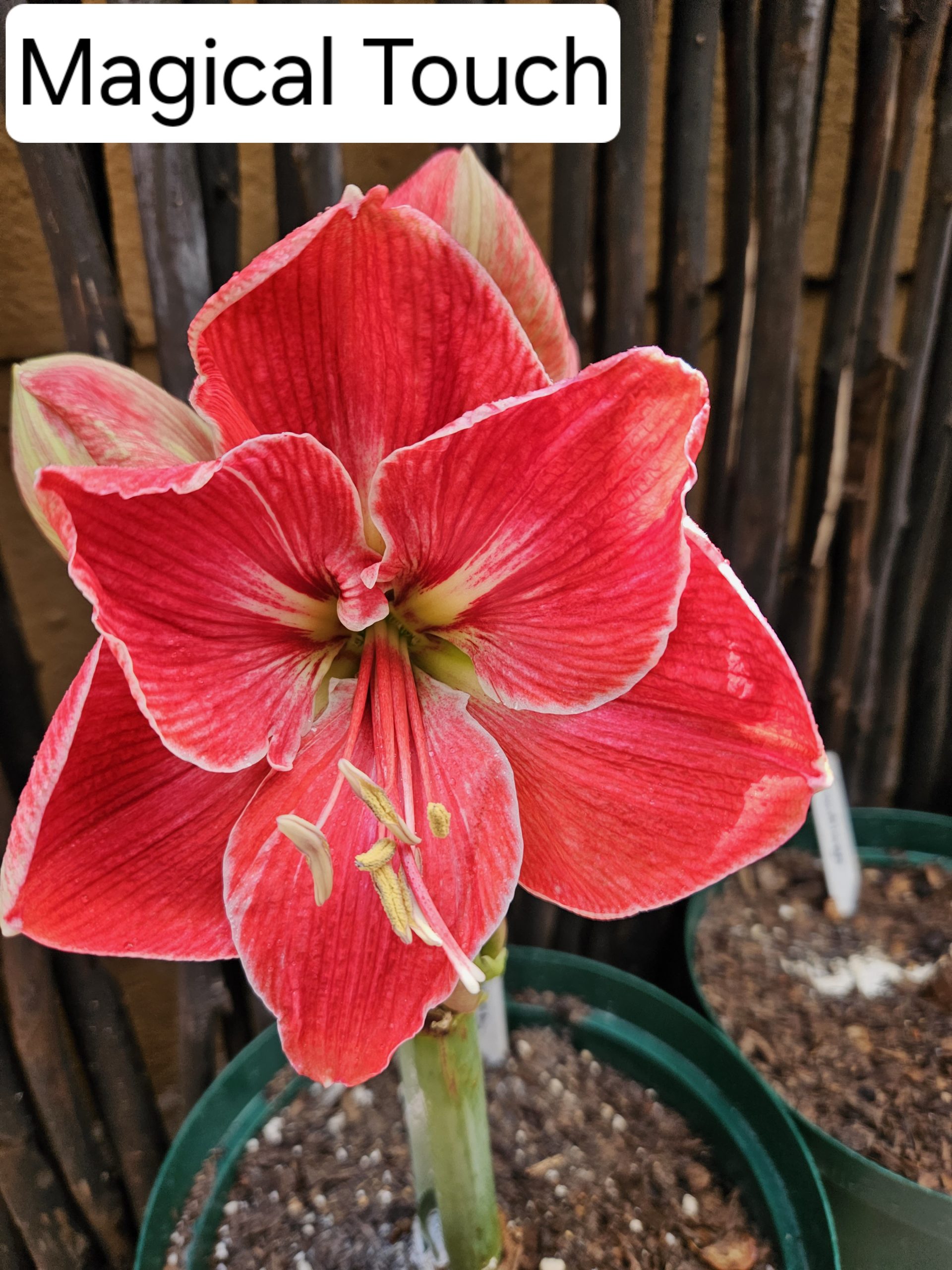 Amaryllis – Magical Touch