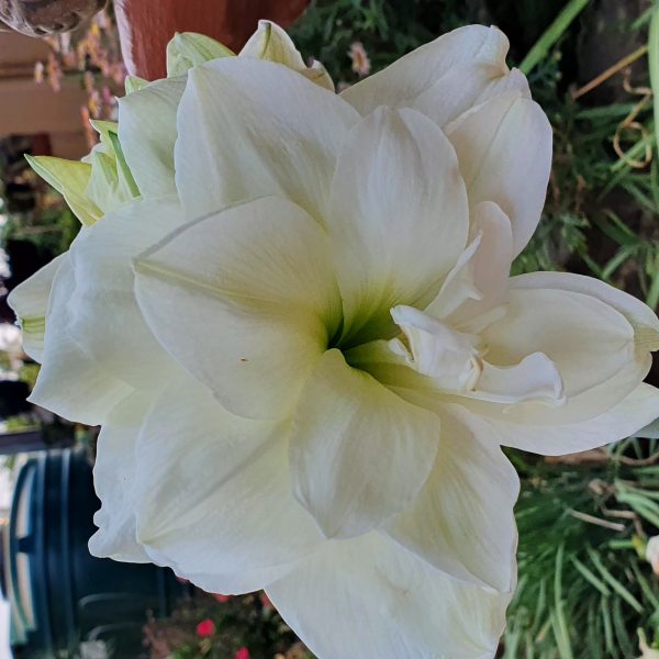 Amaryllis – Marilyn