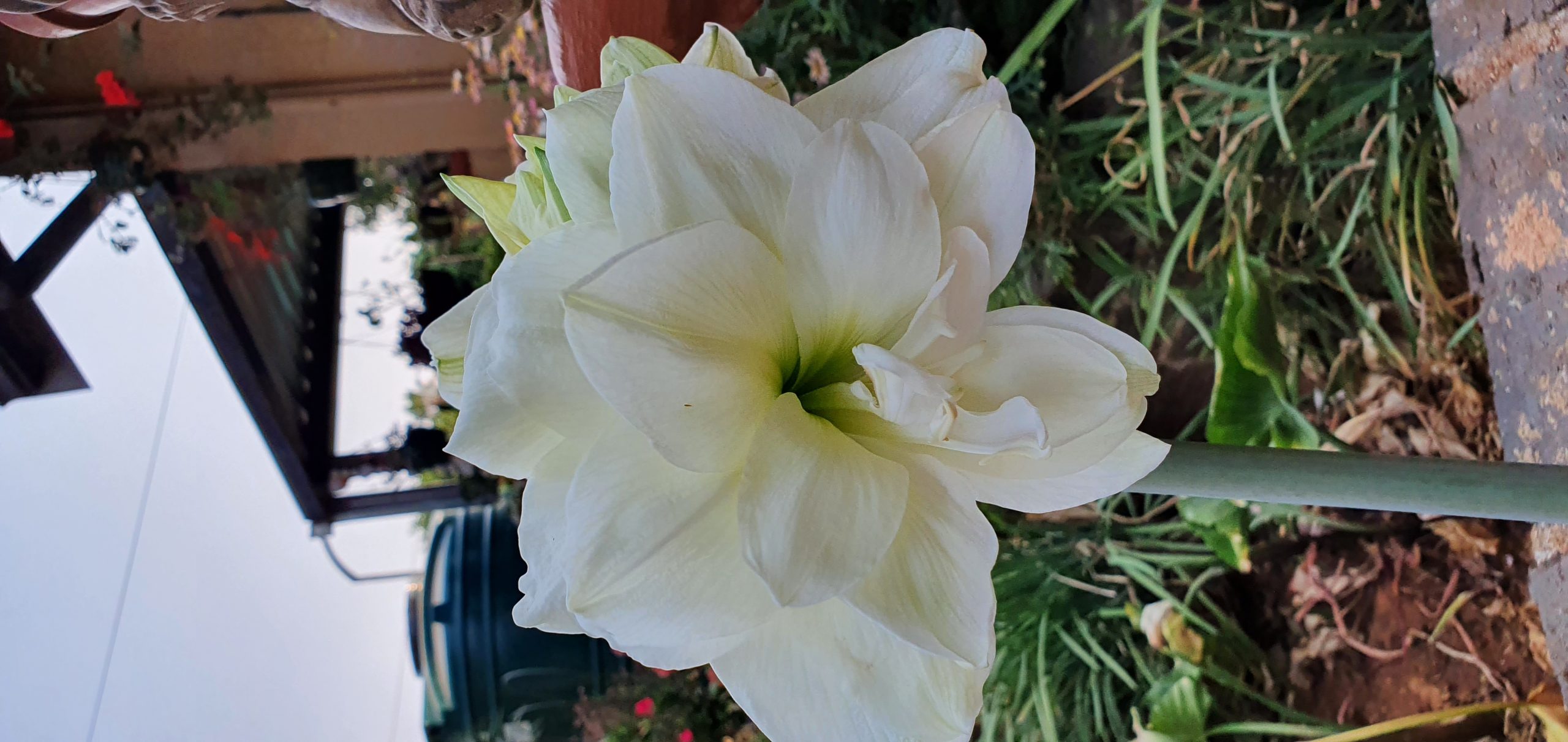 Amaryllis – Marilyn