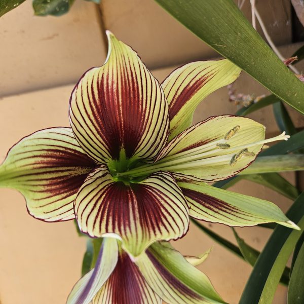 Amaryllis – Papillio (Butterfly)