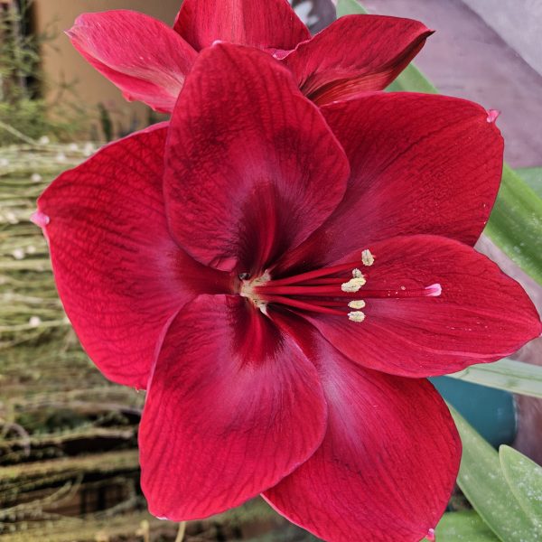 Amaryllis – Sangria