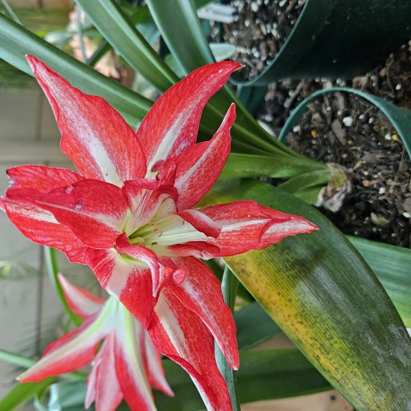 Amaryllis – Splash