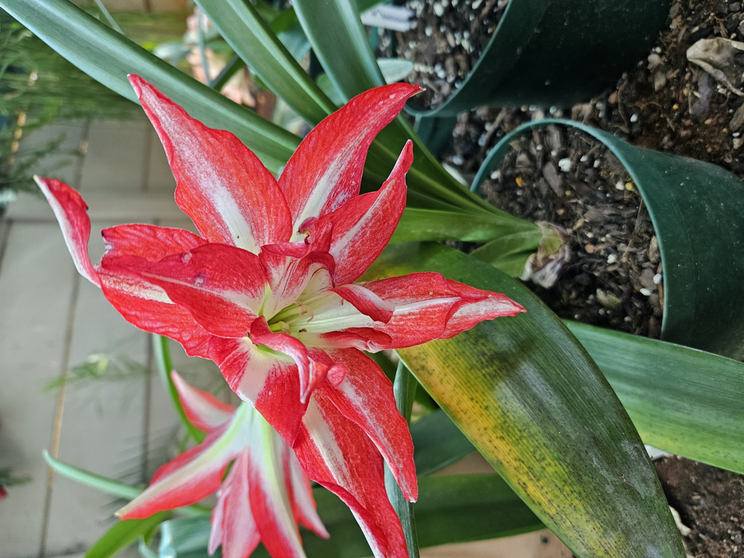 Amaryllis – Splash
