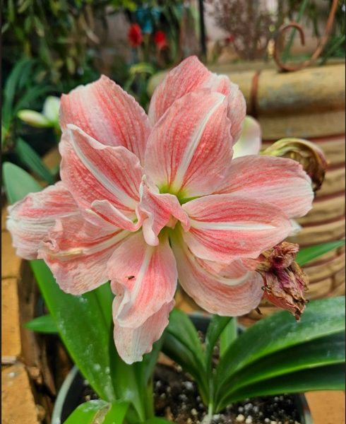 Amaryllis – Sweet Nymph