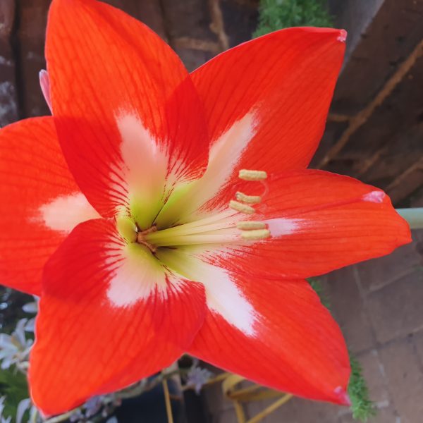 Amaryllis – Tres Chic