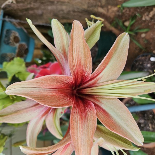 Amaryllis – Wild Amazone